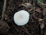 Hygrocybe angustifolia image