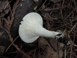 Hygrocybe angustifolia image