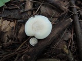 Hygrocybe angustifolia image