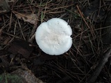 Hygrocybe angustifolia image