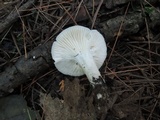 Hygrocybe angustifolia image