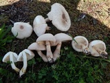 Leucoagaricus americanus image