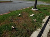 Leucoagaricus americanus image
