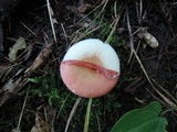 Russula fragilis image