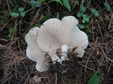 Clitocybe subconnexa image