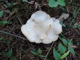 Clitocybe subconnexa image