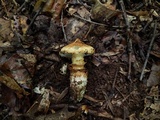 Squamanita umbonata image
