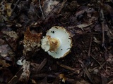 Squamanita umbonata image