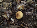 Squamanita umbonata image