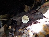 Marasmius siccus image