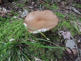 Oudemansiella furfuracea image