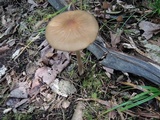 Oudemansiella furfuracea image