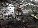 Agrocybe firma image