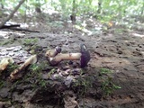 Agrocybe firma image