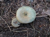 Lactarius deterrimus image