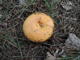 Lactarius croceus image