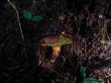 Buchwaldoboletus lignicola image