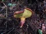 Buchwaldoboletus lignicola image