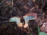 Buchwaldoboletus lignicola image