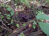 Buchwaldoboletus lignicola image