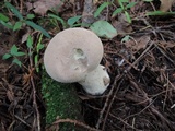 Calvatia bovista image