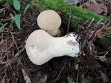 Calvatia bovista image