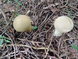 Calvatia bovista image