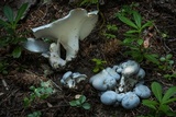 Albatrellus flettii image