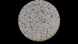 Agaricus andrewii image