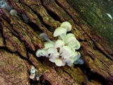 Clitocybula abundans image