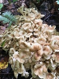Polyporus umbellatus image