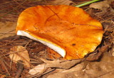 Tricholoma aurantium image