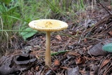 Amanita sect. Vaginatae image