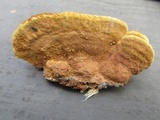 Phellinus gilvus image