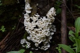 Hydnopolyporus fimbriatus image