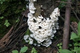 Hydnopolyporus fimbriatus image
