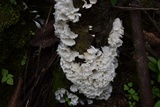 Hydnopolyporus fimbriatus image