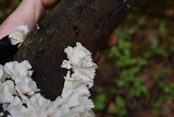 Hydnopolyporus fimbriatus image