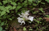 Hydnopolyporus fimbriatus image