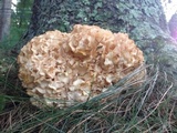 Sparassis americana image