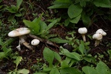 Amanita roseitincta image