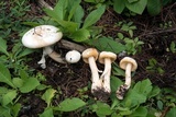 Amanita roseitincta image