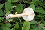 Amanita roseitincta image