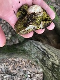 Hypomyces luteovirens image
