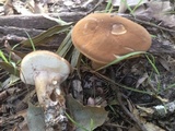 Tylopilus ferrugineus image
