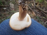 Tylopilus ferrugineus image