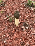Phallus hadriani image