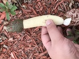 Phallus hadriani image