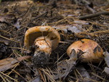 Tricholoma focale image