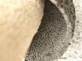Phallus hadriani image